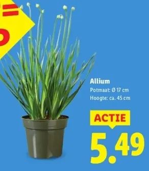 Aanbieding: Allium