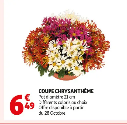 Aanbieding: Coupe chrysanthème