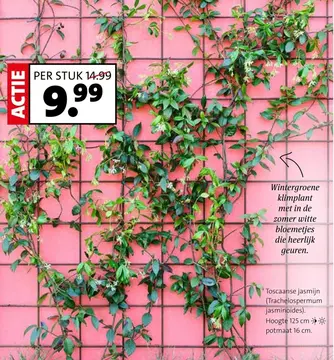 Aanbieding: Toscaanse jasmijn (Trachelospermum jasminoide)