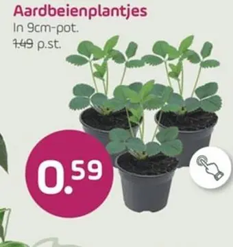Aanbieding: Aardbeienplantjes
