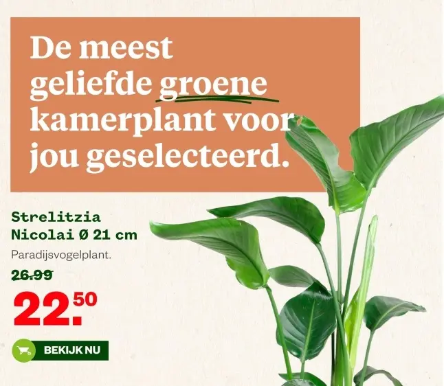 Aanbieding: Strelitzia Nicolai