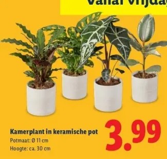 Aanbieding: Kamerplant in keramische pot