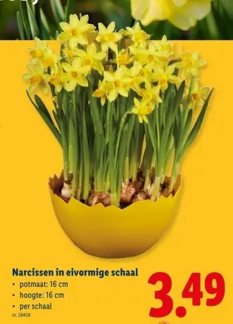 Promotie: Narcissen in eivormige schaal