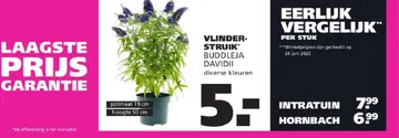 Aanbieding: Vlinder-struik buddleja davidii
