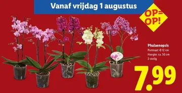Aanbieding: Phalaenopsis