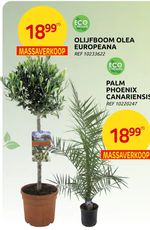 Promotie: Olijfboom olea europeana