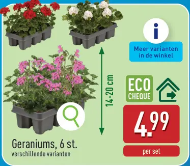 Promotie: Geraniums