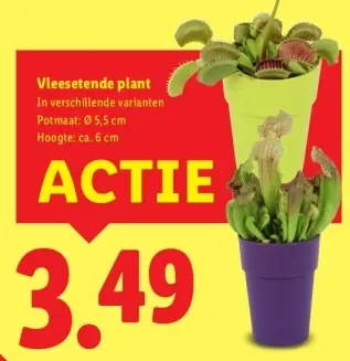 Aanbieding: Vleesetende plant