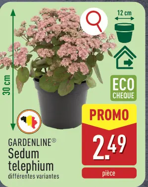 Offre: Sedum telephium