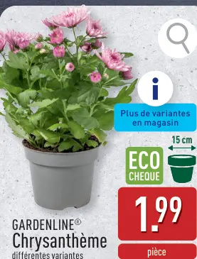 Offre: Chrysanthème