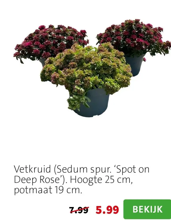 Aanbieding: Vetkruid (Sedum spur. 'Spot on Deep Rose')