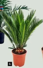 Aanbieding: Cycas Revoluta