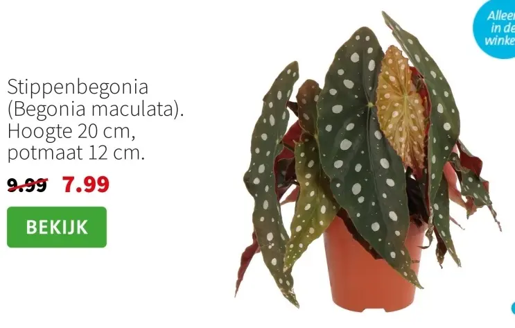 Aanbieding: Stippenbegonia