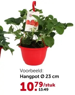 Promotie: Aardbeien in hangpot