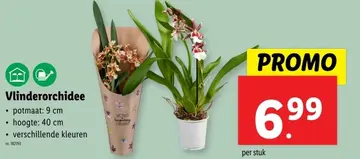 Aanbieding: Vlinderorchidee