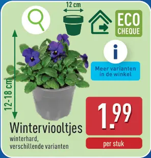 Promotie: Winterviooltjes