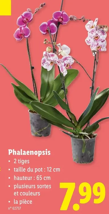 Offre: Phalaenopsis