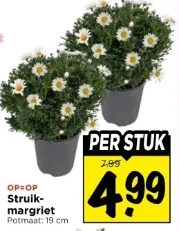 Struikmargriet