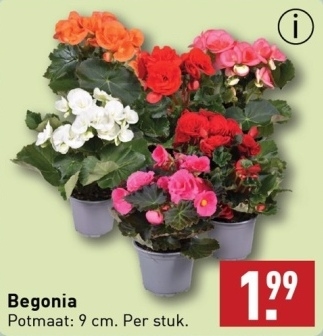 Aanbieding: Begonia