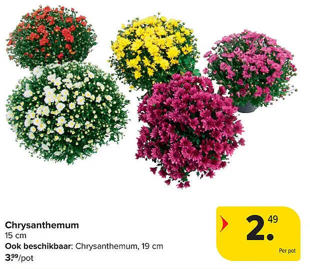 Aanbieding: Chrysanthemum