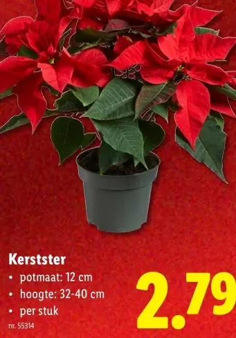 Promotie: Kerstster