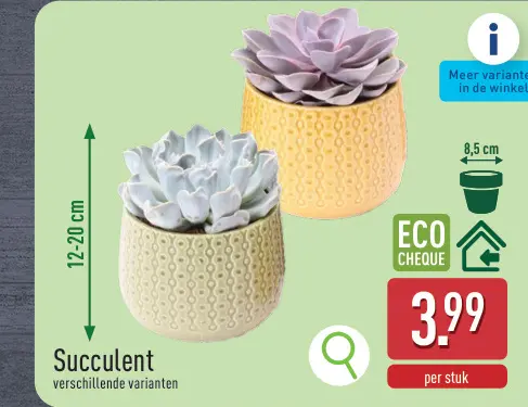 Promotie: Succulent