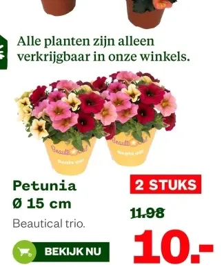 Aanbieding: Petunia