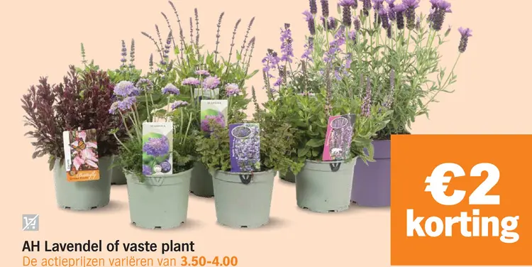 Aanbieding: AH Lavendel of vaste plant