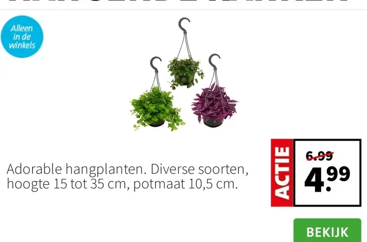 Aanbieding: Hangplanten