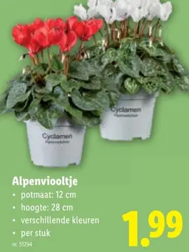 Aanbieding: Alpenviooltje