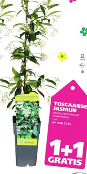 Aanbieding: TOSCAANSE JASMIJN