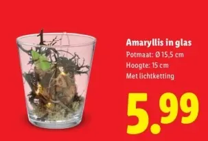 Aanbieding: Amaryllis in glas
