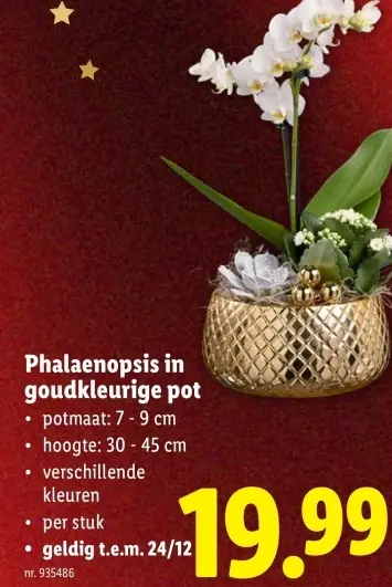Promotie: Phalaenopsis in goudkleurige pot