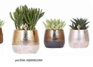 Promotie: pot Elite