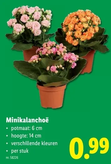Promotie: Minikalanchoë