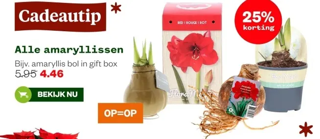 Aanbieding: Alle amaryllissen