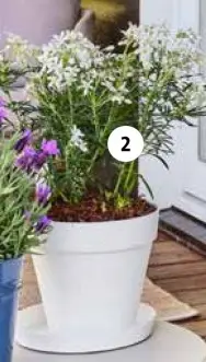 Aanbieding: Mexicaanse oranjebloesem