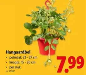 Promotie: Hangaardbei