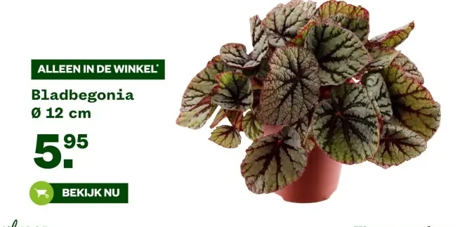 Aanbieding: Bladbegonia