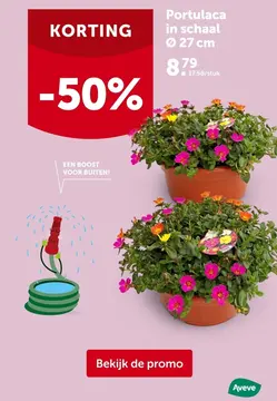 Aanbieding: Portulaca in schaal