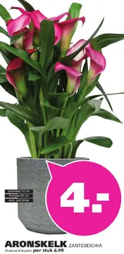 Aanbieding: Aronskelk zantedeschia