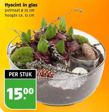 Aanbieding: Hyacint in glas