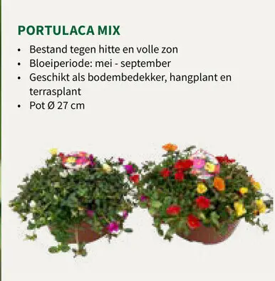 Promotie: Portulaca mix