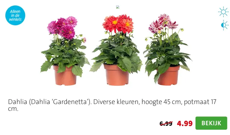 Aanbieding: Dahlia (Dahlia 'Gardenetta')