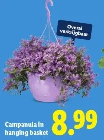 Aanbieding: Campanula in hanging basket