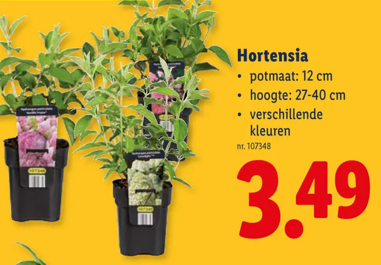 Promotie: Hortensia