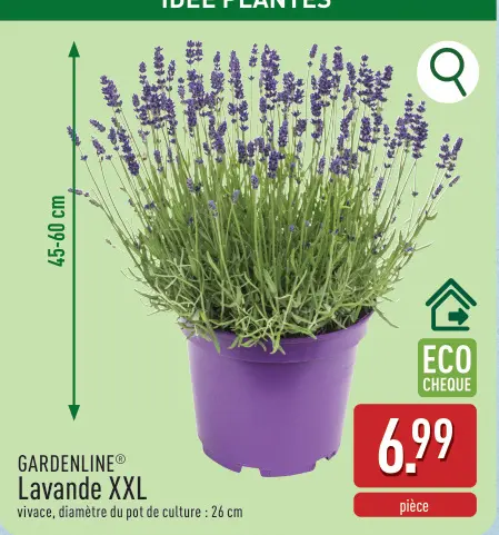 Offre: Lavande XXL