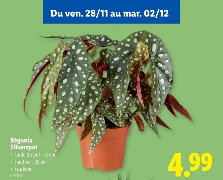 Offre: Bégonia Silverspot