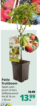 Aanbieding: Patio fruitboom