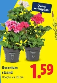 Aanbieding: Geranium staand